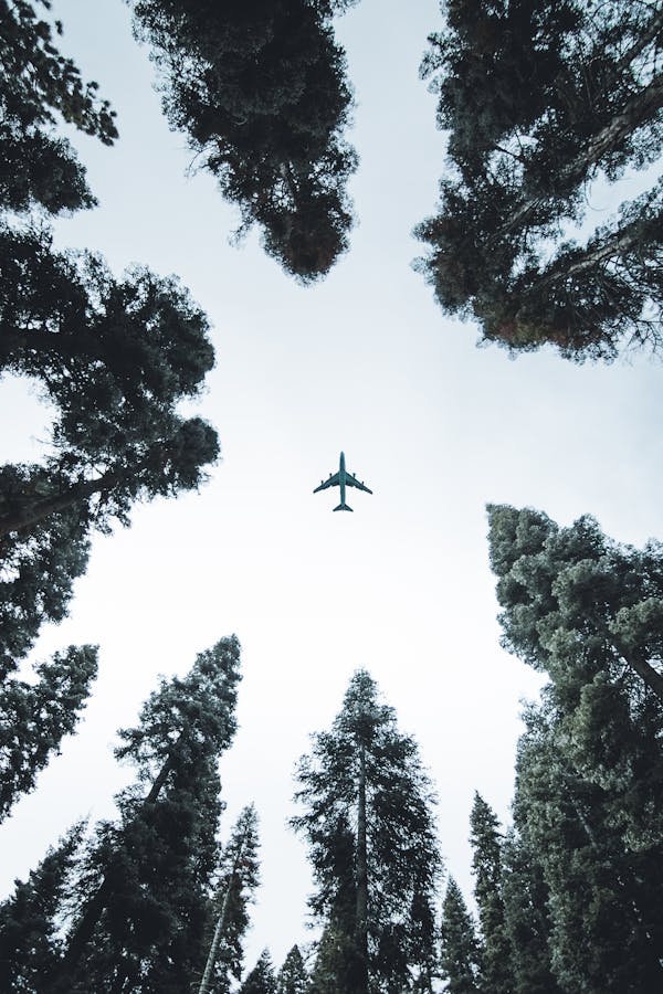 Flugzeug fliegt über Wald // Verantwortung im Klimawandel