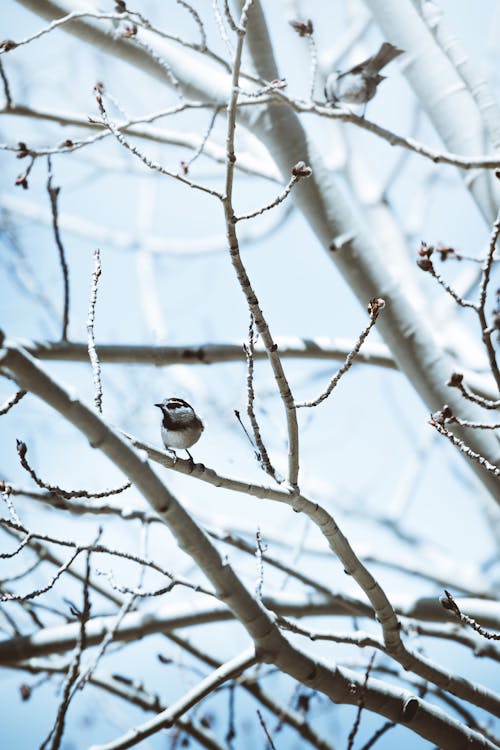 Free Photo of Birds Perched on Tree Branches Stock Photo