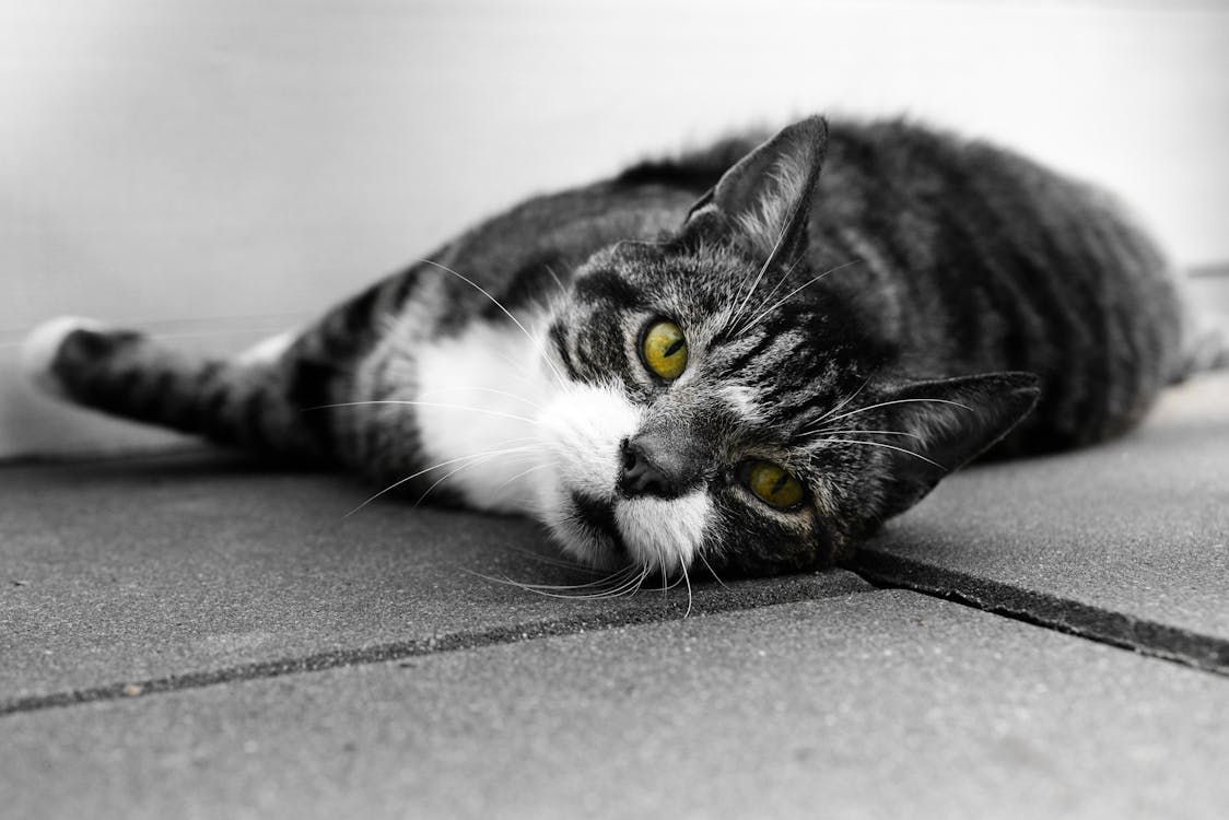 Grayscale Photo of Cat