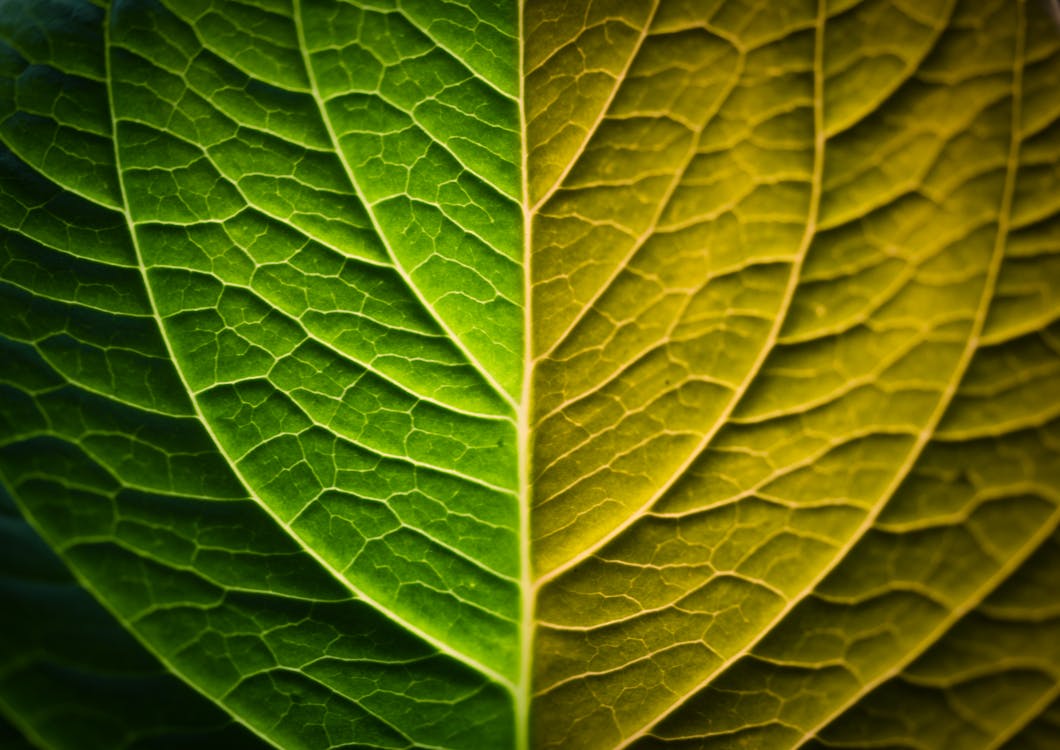 Green Leaf Illustration