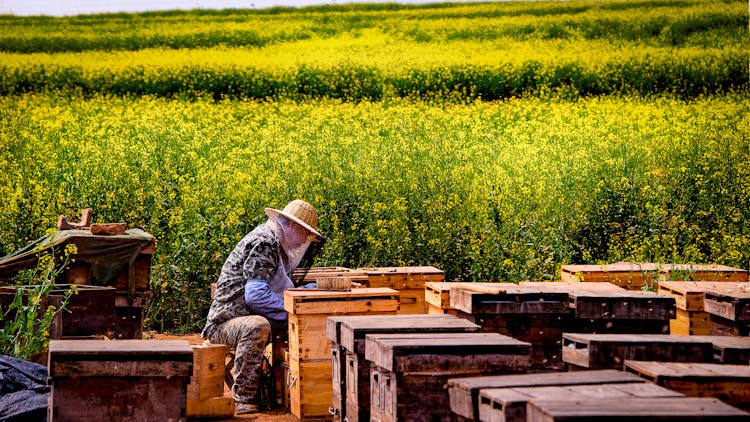 A Person Checking The Beehives