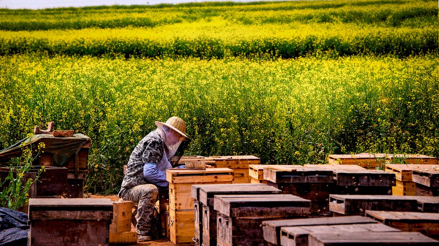 A beekeeper among hive boxes at the edge of a field in full yellow bloom