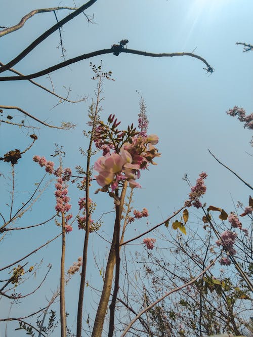 Free stock photo of background, beautiful, bloom