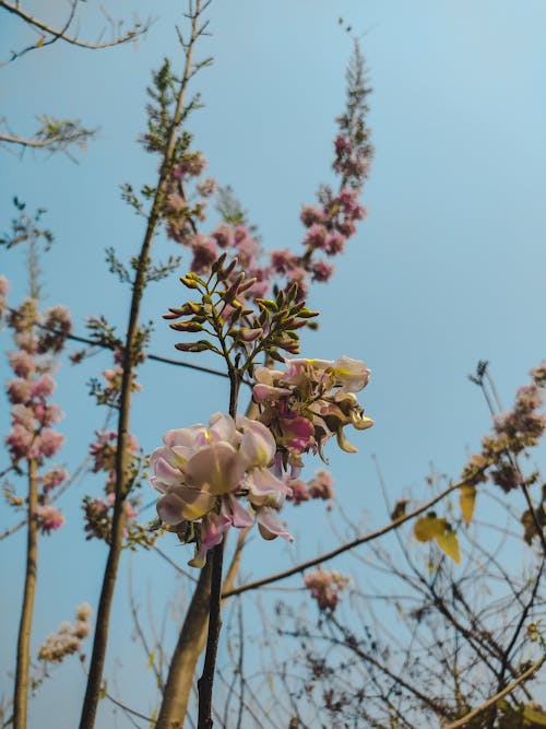 Free stock photo of background, beautiful, bloom