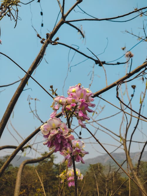 Free stock photo of background, beautiful, bloom