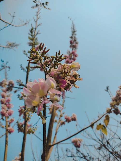 Free stock photo of background, beautiful, bloom