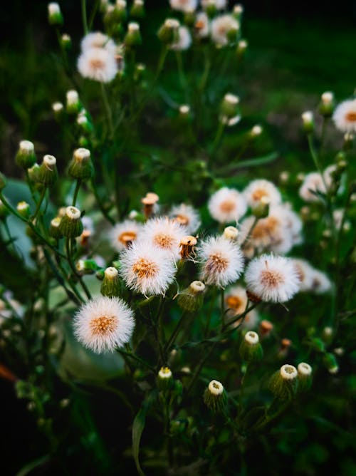 Close-Up Photograph of Dandelion Flowers
