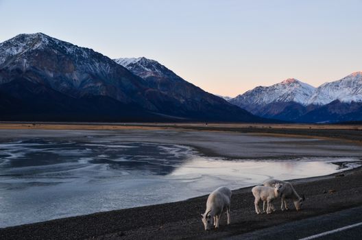 Wild sheep grazing by snow-capped mountains and a lake in Yukon, Canada during the day.