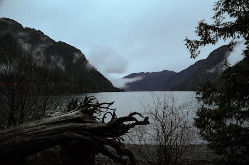 Uprooted Tree Nar the Lake