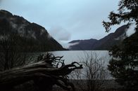 Green Trees Near Body of Water