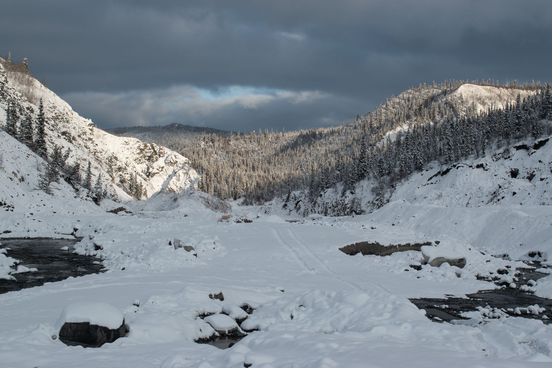 Yukon Wild Foods and Where to Taste Them