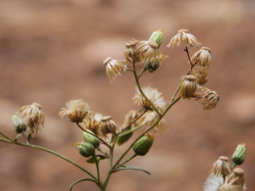 Kostenloses Stock Foto zu blumen, getrocknet, grazil