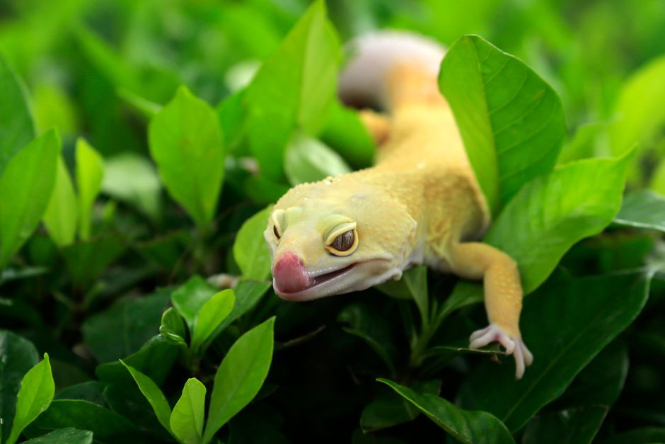 Leopard gecko – hình minh hoạ 3