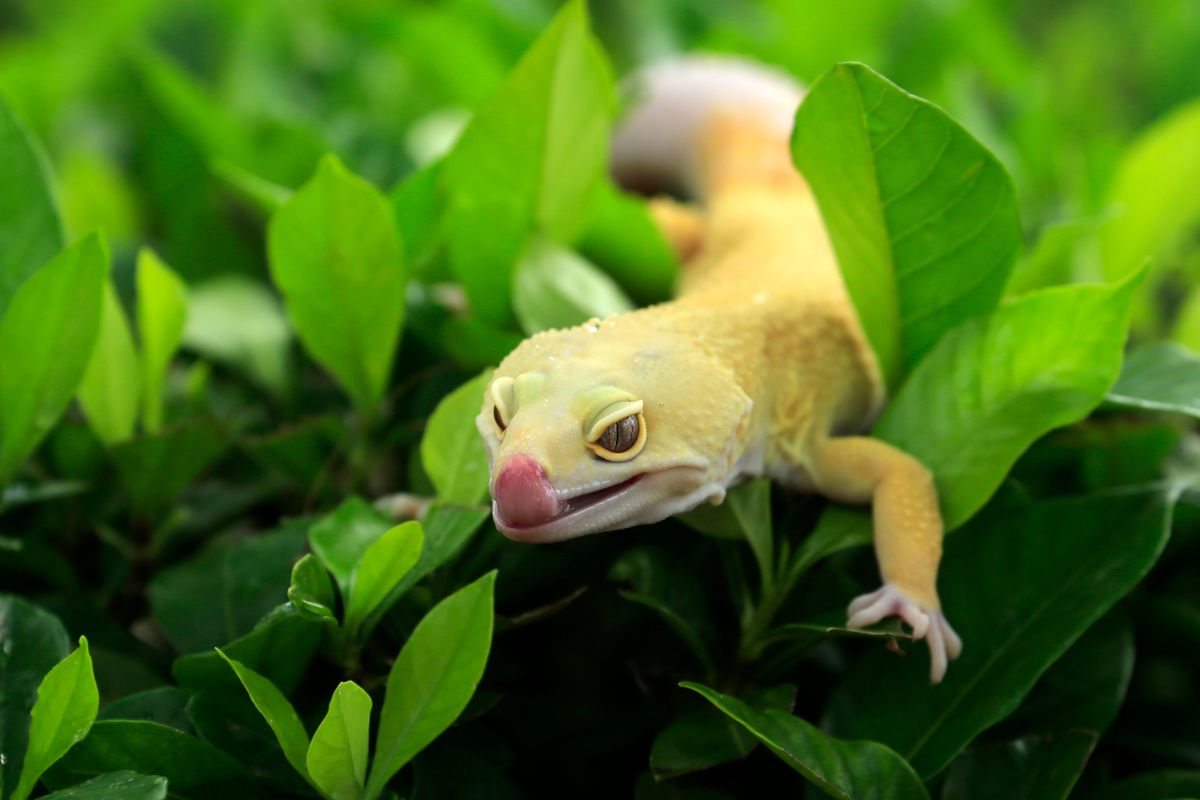 Gelber Leopardgecko zwischen grünen Blättern leckt sich mit der Zunge über die Schnauze