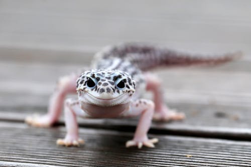 Close-Up Photograph of a Gecko