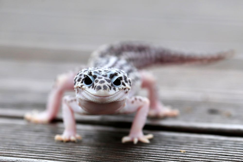 Leopard Gecko Göz Kapağı Şişti: Döküm Kalıntısı mı, Enfeksiyon mu? - Görsel 1