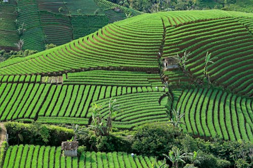 Immagine gratuita di agricoltura, azienda agricola, campagna