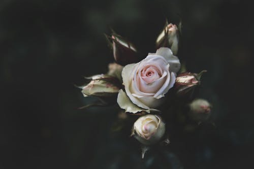 Free White Rose Stock Photo