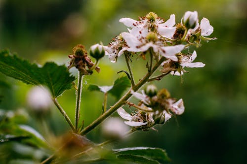 Free stock photo of flowers, nature, summer