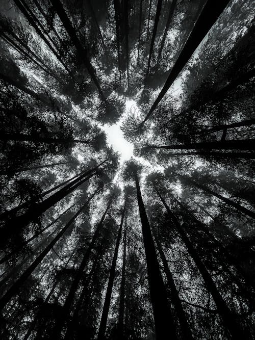 Treetops Seen from Forest Floor