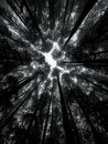 Treetops Seen from Forest Floor
