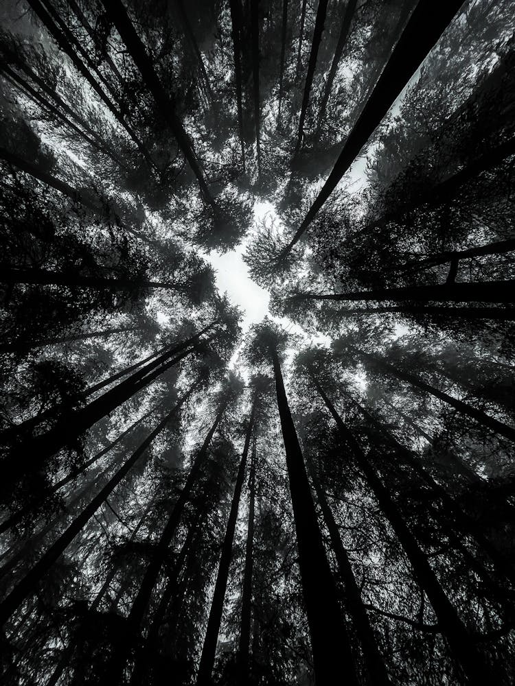 Treetops Seen From Forest Floor