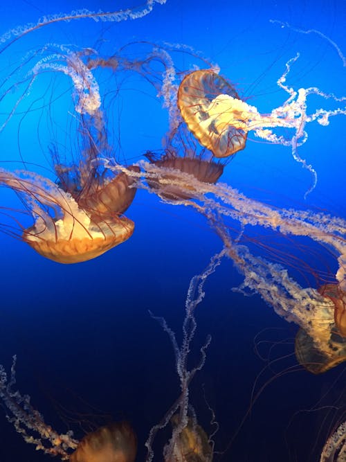 медуза под водой