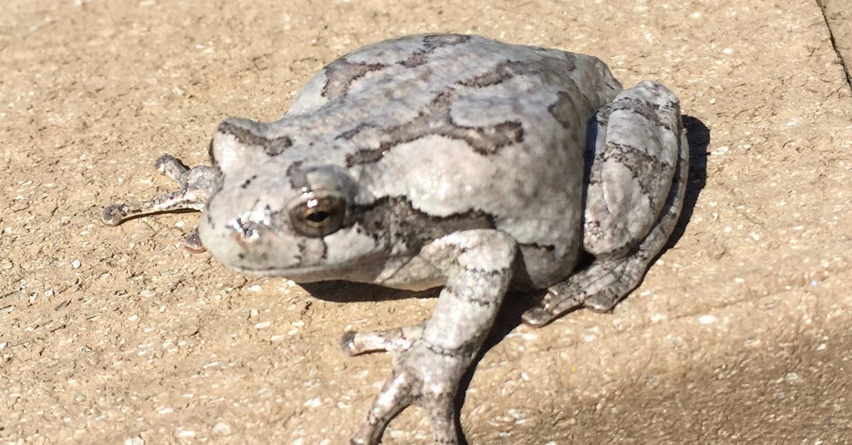 Free stock photo of toad