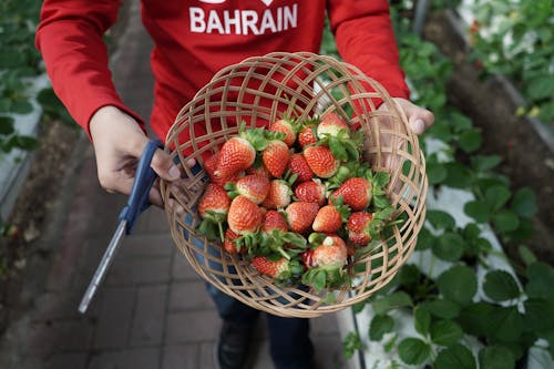 Strawberries in a Basket