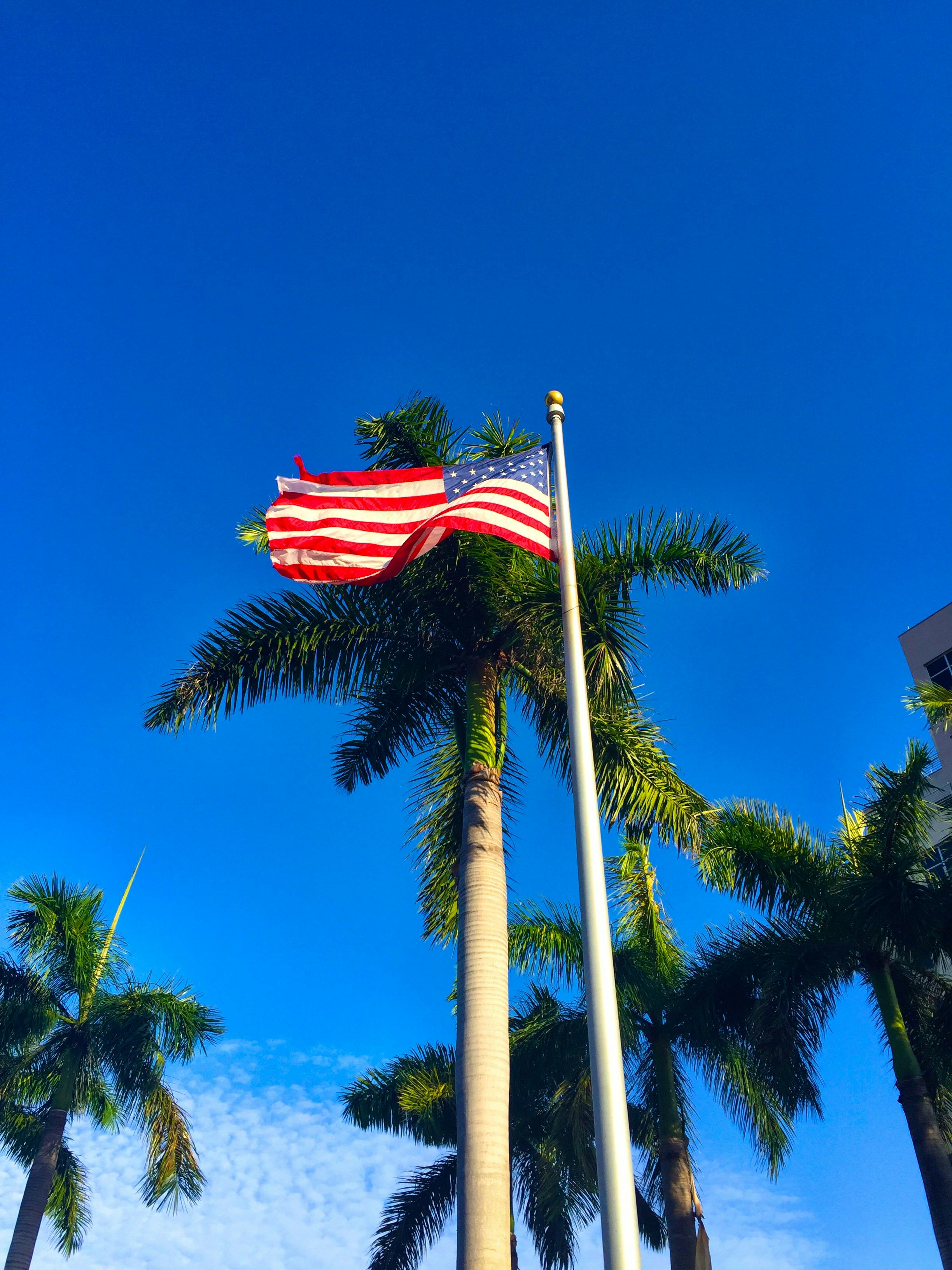 Free stock photo of American flag, palm trees