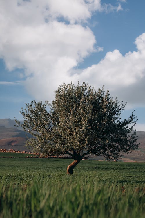 Gratis lagerfoto af bane, blå himmel, græs