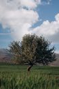 Green Tree on Green Grass Field