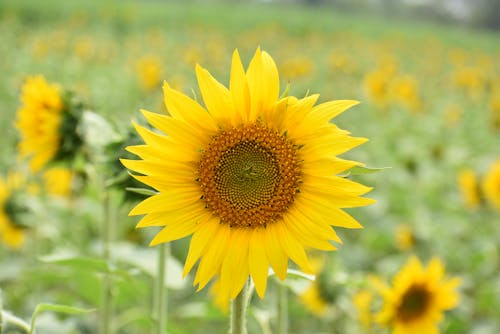 Free Beautiful Sunflower in Bloom Stock Photo