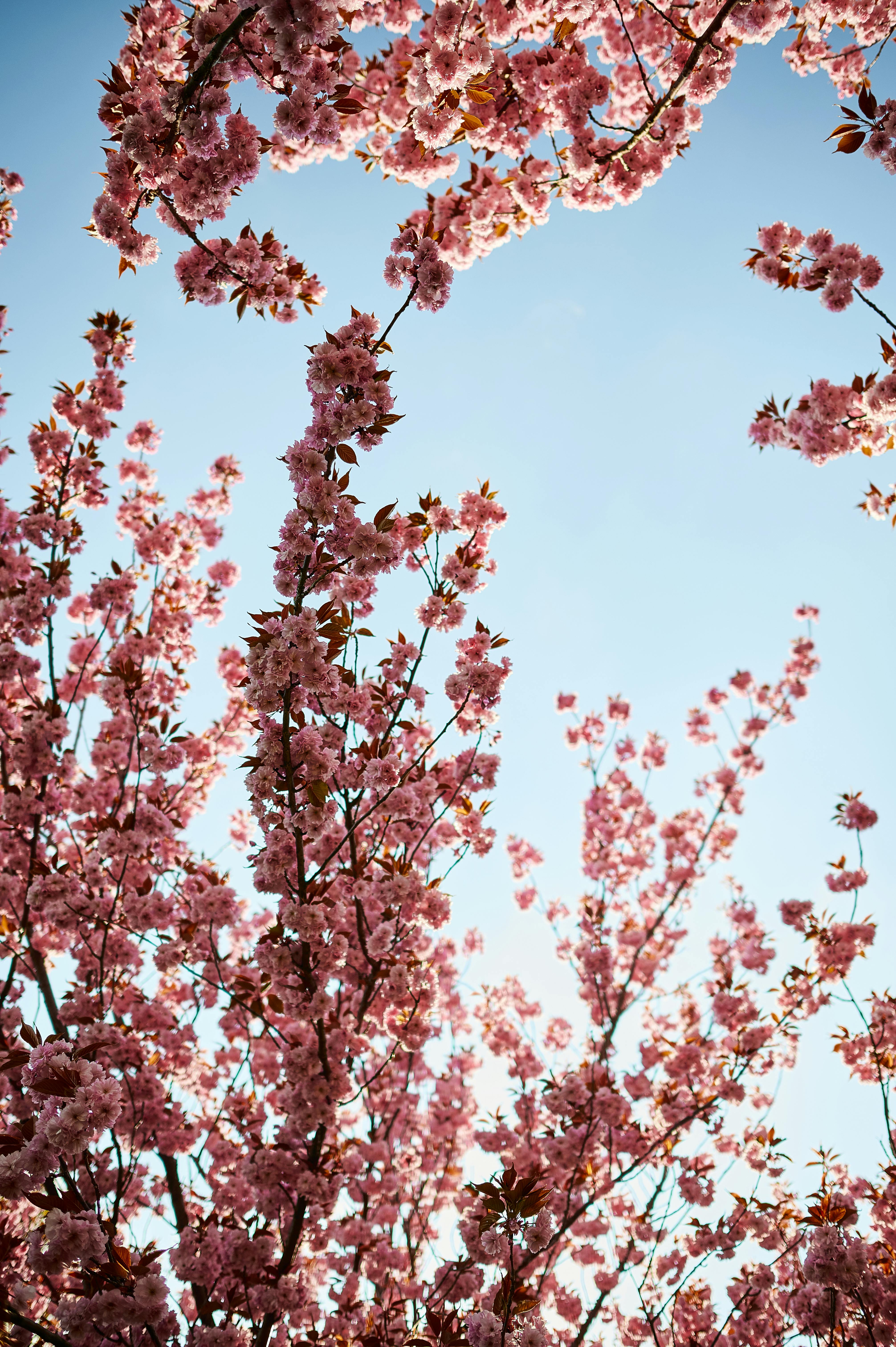 cherry blossom tree drawing tumblr