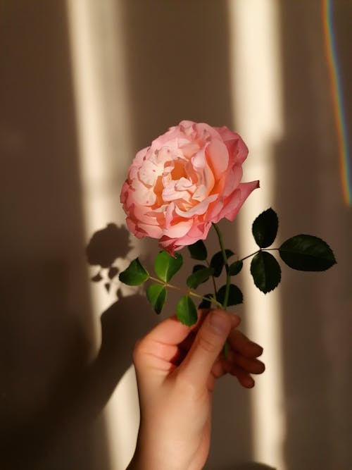 Free Hand Holding Pink Rose Stock Photo