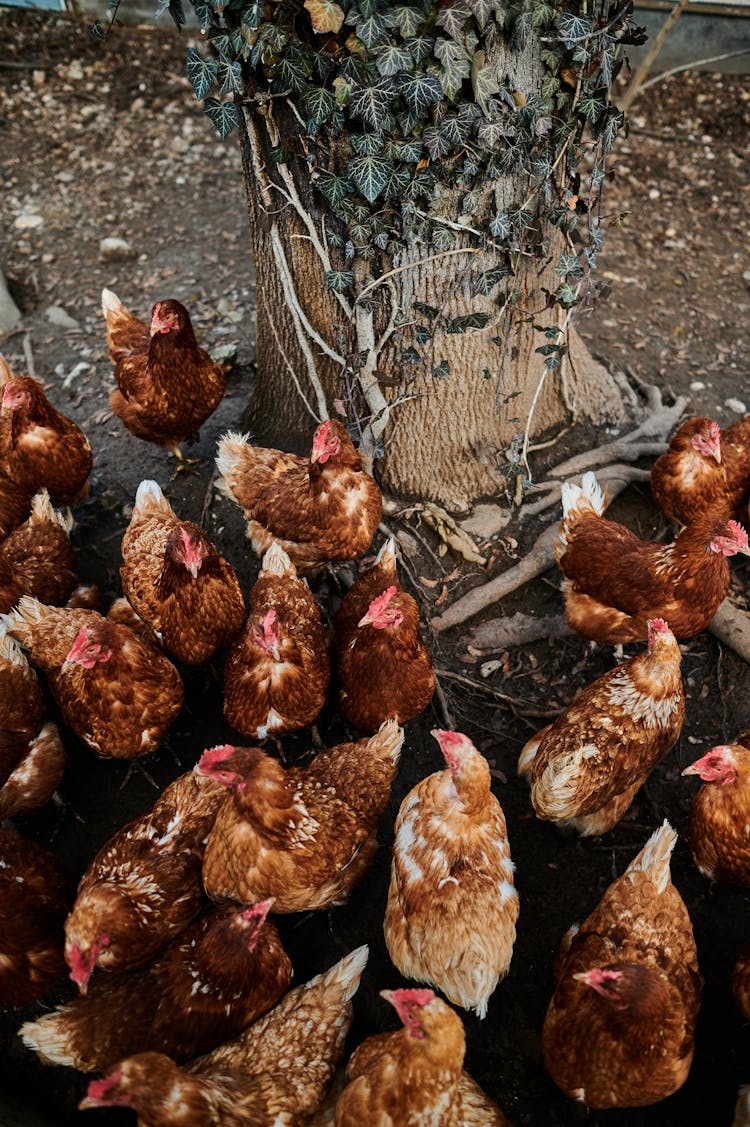 Flock Of Chicken Near The Tree Trunk