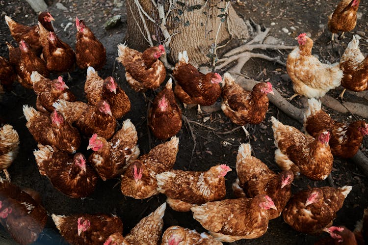 Flock Of Chicken Near The Tree Trunk