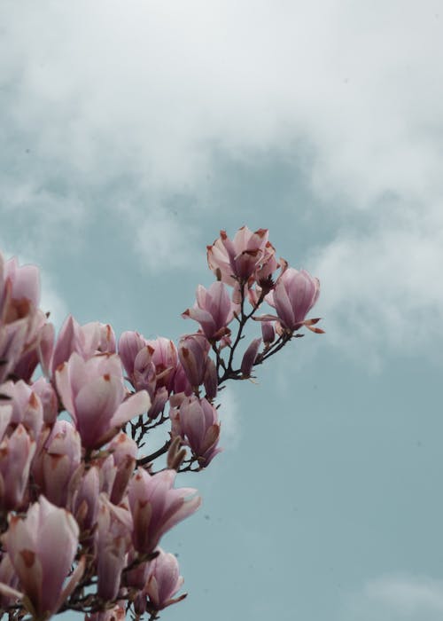 Gratis stockfoto met bewolkte lucht, bloeiend, bloem fotografie