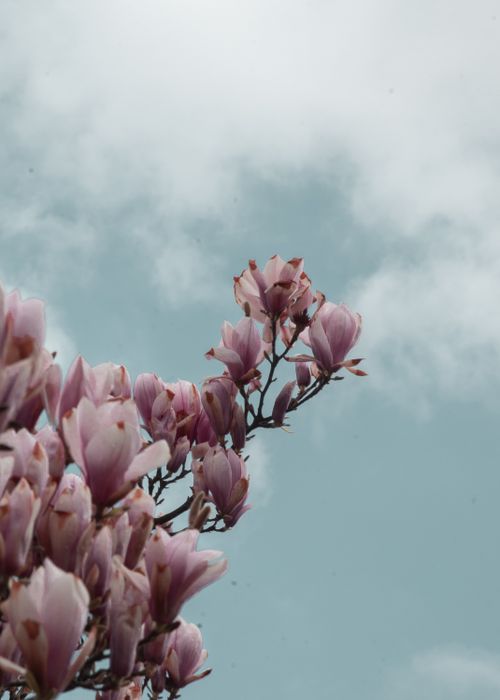 Free Beautiful close-up of pink magnolia flowers against a cloudy sky, capturing spring's essence. Stock Photo