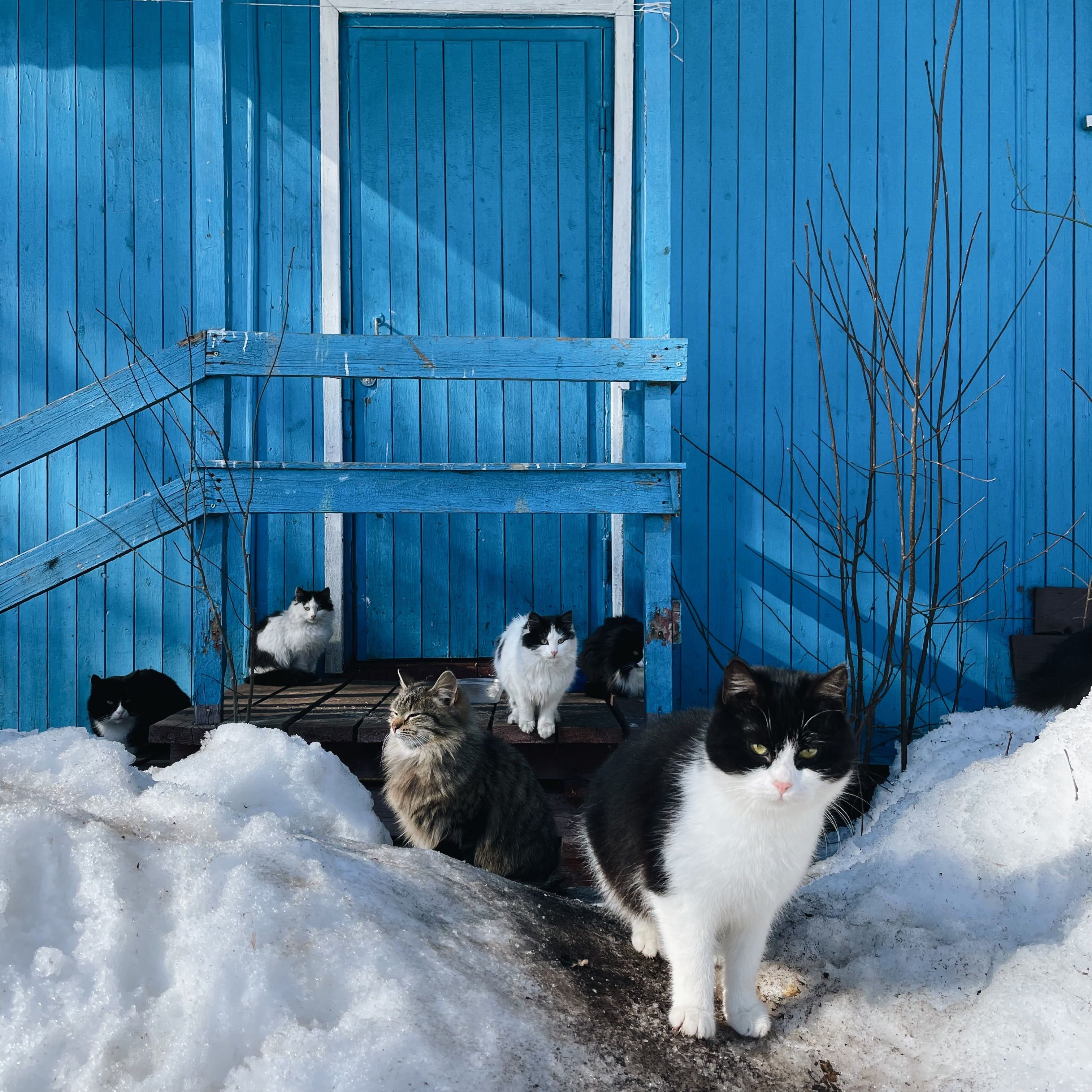 Flock of Cats with Timber House Painted Blue in Background · Free Stock ...