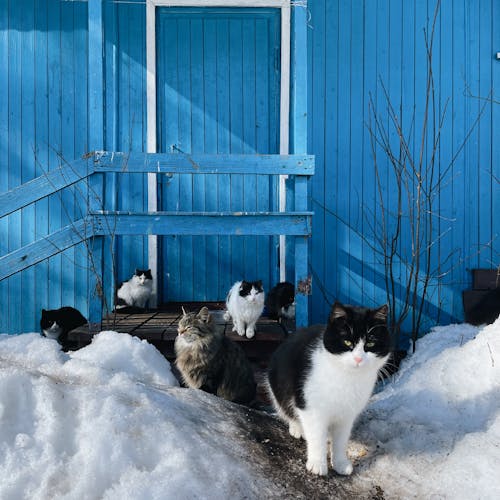 Free Flock of Cats with Timber House Painted Blue in Background Stock Photo