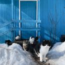 Flock of Cats with Timber House Painted Blue in Background