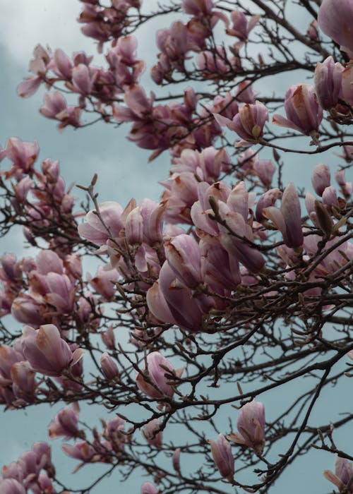 Foto d'estoc gratuïta de branques d'arbre, florint, flors roses