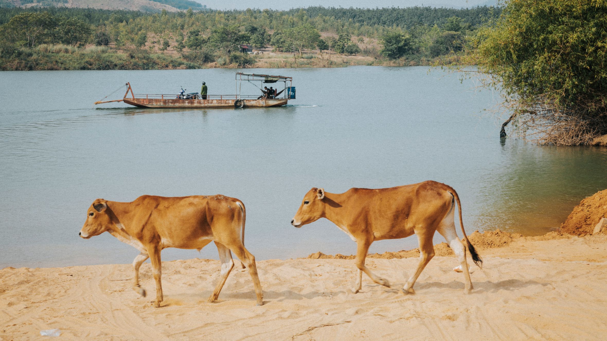 Two cows walking along a sandy shore with a boat in the background at Gia Lai, Vietnam.