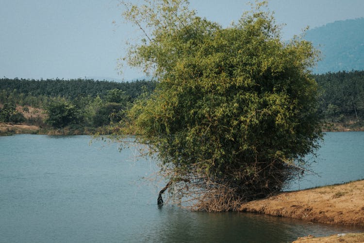 Big Bush In The Middle Of The River