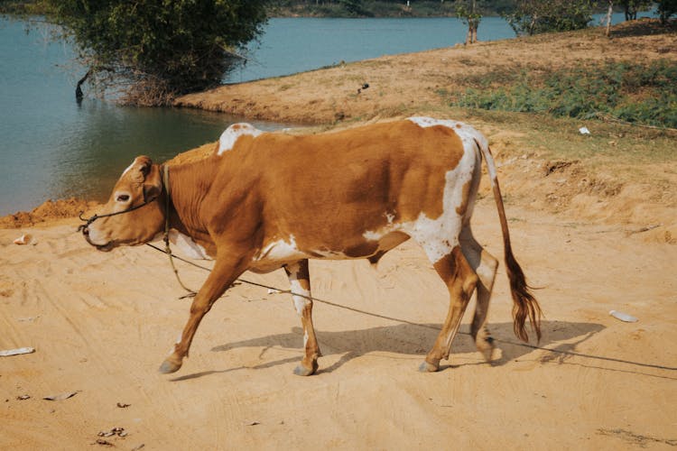 Brown And White Cow Walking On Brown Sand