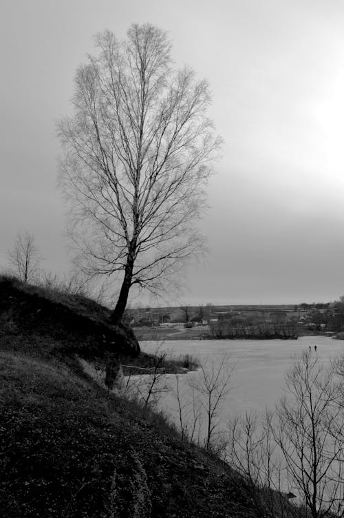 Fotos de stock gratuitas de árbol desnudo, árbol sin hojas, blanco y negro