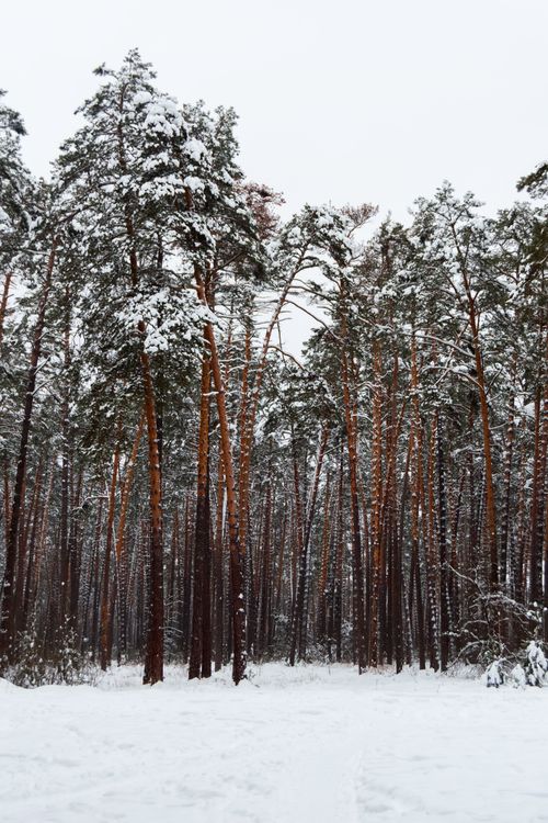 Free Serene forest scene with tall trees covered in snow, capturing the tranquility of winter. Stock Photo