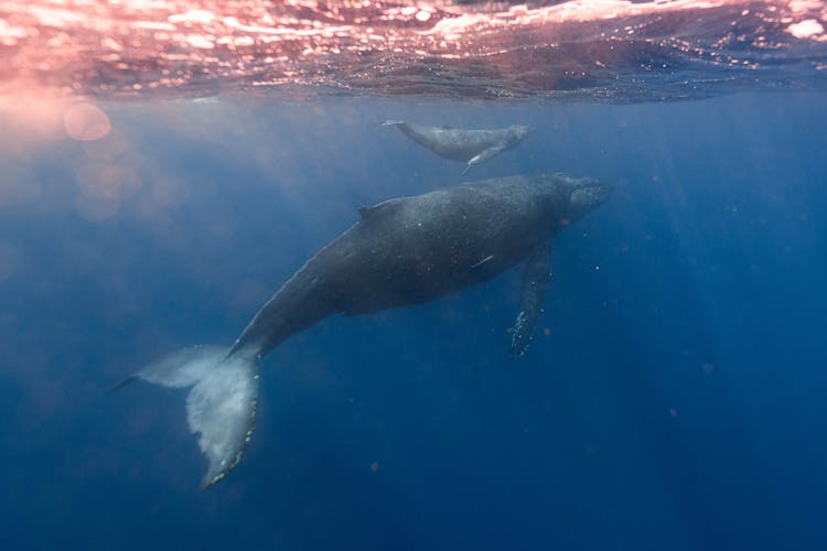 Mother Humpback With Baby Whale Floating Under Surface Of Ocean