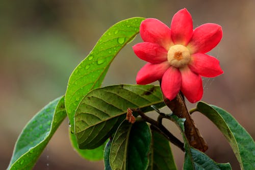 Immagine gratuita di avvicinamento, fiore rosso, fioritura